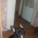 Подробнее об объявлении «Омск Пропала собака кобель друг» Фото: пропала собака Французский бульдог «Омск Пропала собака кобель друг» в г. Омск