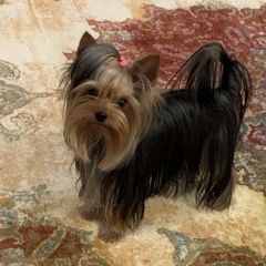 Подробнее об объявлении «Санкт-Петербург Пропала собака кобель мальчик йоркшерский терьер» Фото: пропала собака  «Санкт-Петербург Пропала собака кобель мальчик...» в г. Санкт-Петербург