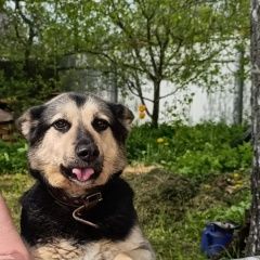 Подробнее об объявлении «Пропала собака кобель помогите найти собаку Звенигород» Фото: пропала собака  «Пропала собака кобель помогите найти собаку...» в г. Звенигород