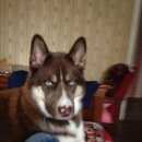 Подробнее об объявлении «Тула Пропала собака кобель» Фото: пропала собака Сибирская хаски «Тула Пропала собака кобель» в г. Тула