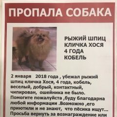 Подробнее об объявлении «Пропала собака кобель Москва» Фото: пропала собака Померанский шпиц «Пропала собака кобель Москва» в г. Москва