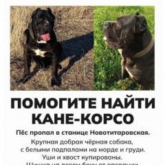 Подробнее об объявлении «Краснодар Пропала собака кобель помогите найти собаку» Фото: пропала собака Кане-корсо «Краснодар Пропала собака кобель помогите найти...» в г. Краснодар