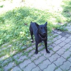 Подробнее об объявлении «Черкесск Пропала собака кобель район станицы бекешевская _суворовская» Фото: пропала собака Австралийский келпи «Черкесск Пропала собака кобель район станицы...» в г. Черкесск