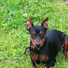 Подробнее об объявлении «Пропала собака кобель помогите найти.цвергпинчер Санкт-Петербург» Фото: пропала собака  «Пропала собака кобель помогите...» в г. Санкт-Петербург