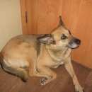 Подробнее об объявлении «Магнитогорск Пропала собака» Фото: пропала собака  «Магнитогорск Пропала собака» в г. Магнитогорск