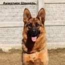 Подробнее об объявлении «Калининград (Кенигсберг) Пропала собака» Фото: пропала собака Немецкая овчарка «Калининград (Кенигсберг) Пропала собака» в г. Калининград (Кенигсберг)