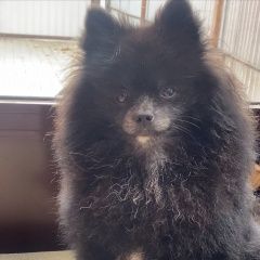 Подробнее об объявлении «Пропала собака кобель Архангельское» Фото: пропала собака Померанский шпиц «Пропала собака кобель Архангельское» в г. Архангельское