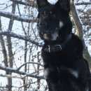 Подробнее об объявлении «Подольск Пропала собака кобель овчарка» Фото: пропала собака Восточно-европейская овчарка «Подольск Пропала собака кобель овчарка» в г. Подольск