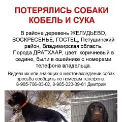 Подробнее об объявлении «Пропала собака кобель и сука Владимир» Фото: пропала собака Дратхаар «Пропала собака кобель и сука Владимир» в г. Владимир