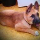 Подробнее об объявлении «Пропала собака Санкт-Петербург» Фото: пропала собака Немецкая овчарка «Пропала собака Санкт-Петербург» в г. Санкт-Петербург