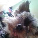 Подробнее об объявлении «Новосибирск Пропала собака кобель» Фото: пропала собака  «Новосибирск Пропала собака кобель» в г. Новосибирск