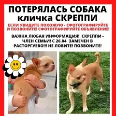 Подробнее об объявлении «Видное Пропала собака кобель чихуахуа скреппи» Фото: пропала собака Чихуахуа «Видное Пропала собака кобель чихуахуа скреппи» в г. Видное