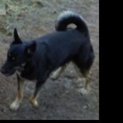 Подробнее об объявлении «Пропала собака Санкт-Петербург» Фото: пропала собака  «Пропала собака Санкт-Петербург» в г. Санкт-Петербург