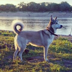 Подробнее об объявлении «Фрязино Пропала собака кобель пос.литвиново» Фото: пропала собака  «Фрязино Пропала собака кобель пос.литвиново» в г. Фрязино