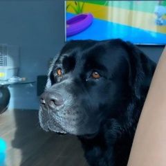 Подробнее об объявлении «Краснодар Пропала собака кобель» Фото: пропала собака Лабрадор ретривер «Краснодар Пропала собака кобель» в г. Краснодар