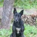 Подробнее об объявлении «Пропала собака аннино-новоселье Санкт-Петербург» Фото: пропала собака  «Пропала собака аннино-новоселье Санкт-Петербург» в г. Санкт-Петербург