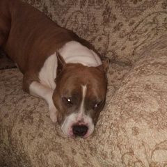 Подробнее об объявлении «Пропала собака кобель американский стаф. терьер Егорьевск» Фото: пропала собака Американский стаффордширский терьер «Пропала собака кобель американский стаф. терьер...» в г. Егорьевск