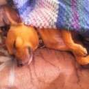 Подробнее об объявлении «Артем Пропала собака г. артём 8км» Фото: пропала собака  «Артем Пропала собака г. артём 8км» в г. Артем