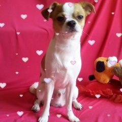 Подробнее об объявлении «Ачинск Пропала собака кобель с клеймом» Фото: пропала собака Чихуахуа «Ачинск Пропала собака кобель с клеймом» в г. Ачинск