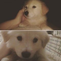 Подробнее об объявлении «Александров Пропала собака кобель» Фото: пропала собака Лабрадор ретривер «Александров Пропала собака кобель» в г. Александров