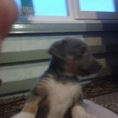 Подробнее об объявлении «Пропала собака кобель на фото он маленький, но он больше вырос Касторное» Фото: пропала собака  «Пропала собака кобель на фото он маленький, но...» в г. Касторное