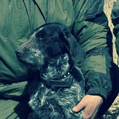 Подробнее об объявлении «Пропала собака помогите любой информацией Москва» Фото: пропала собака Дратхаар «Пропала собака помогите любой информацией Москва» в г. Москва