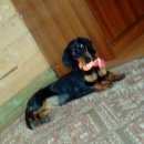 Подробнее об объявлении «Пропала собака нашедших просьба вернуть мою собачку Кемерово» Фото: пропала собака Такса «Пропала собака нашедших просьба вернуть мою...» в г. Кемерово