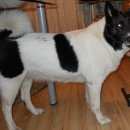 Подробнее об объявлении «Пропала собака русско-европейская лайка Санкт-Петербург» Фото: пропала собака  «Пропала собака русско-европейская лайка...» в г. Санкт-Петербург