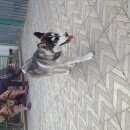 Подробнее об объявлении «Челябинск Пропала собака потерялась собака хаски, посёлок амз» Фото: пропала собака  «Челябинск Пропала собака потерялась собака...» в г. Челябинск