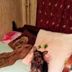 Подробнее об объявлении «Пропала собака кобель Москва» Фото: пропала собака  «Пропала собака кобель Москва» в г. Москва