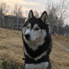 Подробнее об объявлении «Шимановск Пропала собака кобель» Фото: пропала собака Сибирская хаски «Шимановск Пропала собака кобель» в г. Шимановск