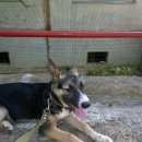 Подробнее об объявлении «Пропала собака кобель Дмитров» Фото: пропала собака  «Пропала собака кобель Дмитров» в г. Дмитров