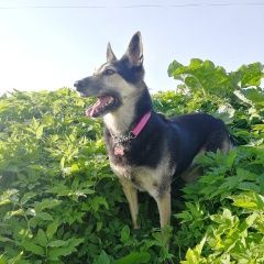 Подробнее об объявлении «Пропала собака больше года ищем собаку  Санкт-Петербург» Фото: пропала собака  «Пропала собака больше года ищем собаку...» в г. Санкт-Петербург