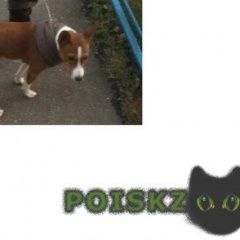 Подробнее об объявлении «Пропала собака щенок басенджи Звенигород» Фото: пропала собака Басенджи «Пропала собака щенок басенджи Звенигород» в г. Звенигород