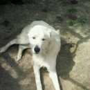 Подробнее об объявлении «Конаково Пропала собака кобель алабай - любимец семьи» Фото: пропала собака Австралийская овчарка «Конаково Пропала собака кобель алабай - любимец...» в г. Конаково