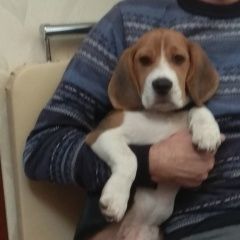 Подробнее об объявлении «Пропала собака около дома старшинова. Феодосия» Фото: пропала собака Бигль «Пропала собака около дома старшинова. Феодосия» в г. Феодосия