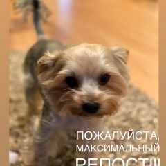 Подробнее об объявлении «Ступино Пропала собака кобель на платной трассе м4 дон» Фото: пропала собака Йоркширский терьер «Ступино Пропала собака кобель на платной трассе...» в г. Ступино