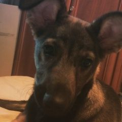 Подробнее об объявлении «Пропала собака 22 марта гера Харьков» Фото: пропала собака Немецкая овчарка «Пропала собака 22 марта гера Харьков» в г. Харьков