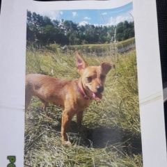 Подробнее об объявлении «Асбест Пропала собака кобель помогите найти» Фото: пропала собака  «Асбест Пропала собака кобель помогите найти» в г. Асбест