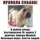 Подробнее об объявлении «Пропала собака Санкт-Петербург» Фото: пропала собака Шар-пей «Пропала собака Санкт-Петербург» в г. Санкт-Петербург