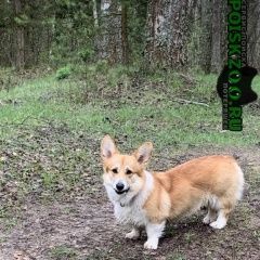 Подробнее об объявлении «Пропала собака Дмитров» Фото: пропала собака Вельш корги «Пропала собака Дмитров» в г. Дмитров