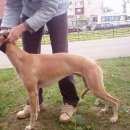 Подробнее об объявлении «Гатчина Пропала собака кобель уиппет в результате дтп» Фото: пропала собака  «Гатчина Пропала собака кобель уиппет в...» в г. Гатчина