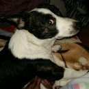 Подробнее об объявлении «Пропала собака кобель 10.01.17г. Сочи» Фото: пропала собака  «Пропала собака кобель 10.01.17г. Сочи» в г. Сочи