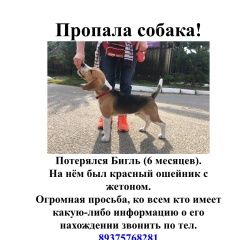 Подробнее об объявлении «Пропала собака кобель бигль Казань» Фото: пропала собака Бигль «Пропала собака кобель бигль Казань» в г. Казань