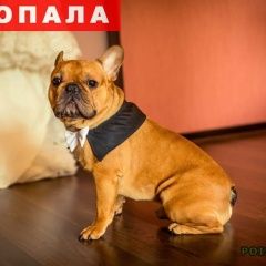 Подробнее об объявлении «Пропала собака кобель Томск» Фото: пропала собака Французский бульдог «Пропала собака кобель Томск» в г. Томск