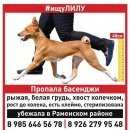 Подробнее об объявлении «Раменское Пропала собака» Фото: пропала собака Басенджи «Раменское Пропала собака» в г. Раменское