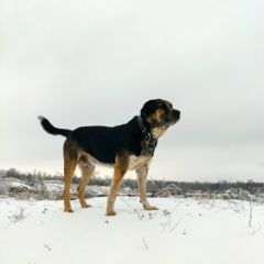 Подробнее об объявлении «Пропала собака кобель Красный Сулин» Фото: пропала собака  «Пропала собака кобель Красный Сулин» в г. Красный Сулин