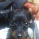 Подробнее об объявлении «Геленджик Пропала собака кобель щенок 2 месяца» Фото: пропала собака Ягд-терьер «Геленджик Пропала собака кобель щенок 2 месяца» в г. Геленджик