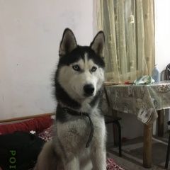 Подробнее об объявлении «Пропала собака кобель хаски Владикавказ» Фото: пропала собака Сибирская хаски «Пропала собака кобель хаски Владикавказ» в г. Владикавказ