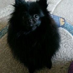 Подробнее об объявлении «Хабаровск Пропала собака помогите найти питомца» Фото: пропала собака Немецкий шпиц «Хабаровск Пропала собака помогите найти питомца» в г. Хабаровск